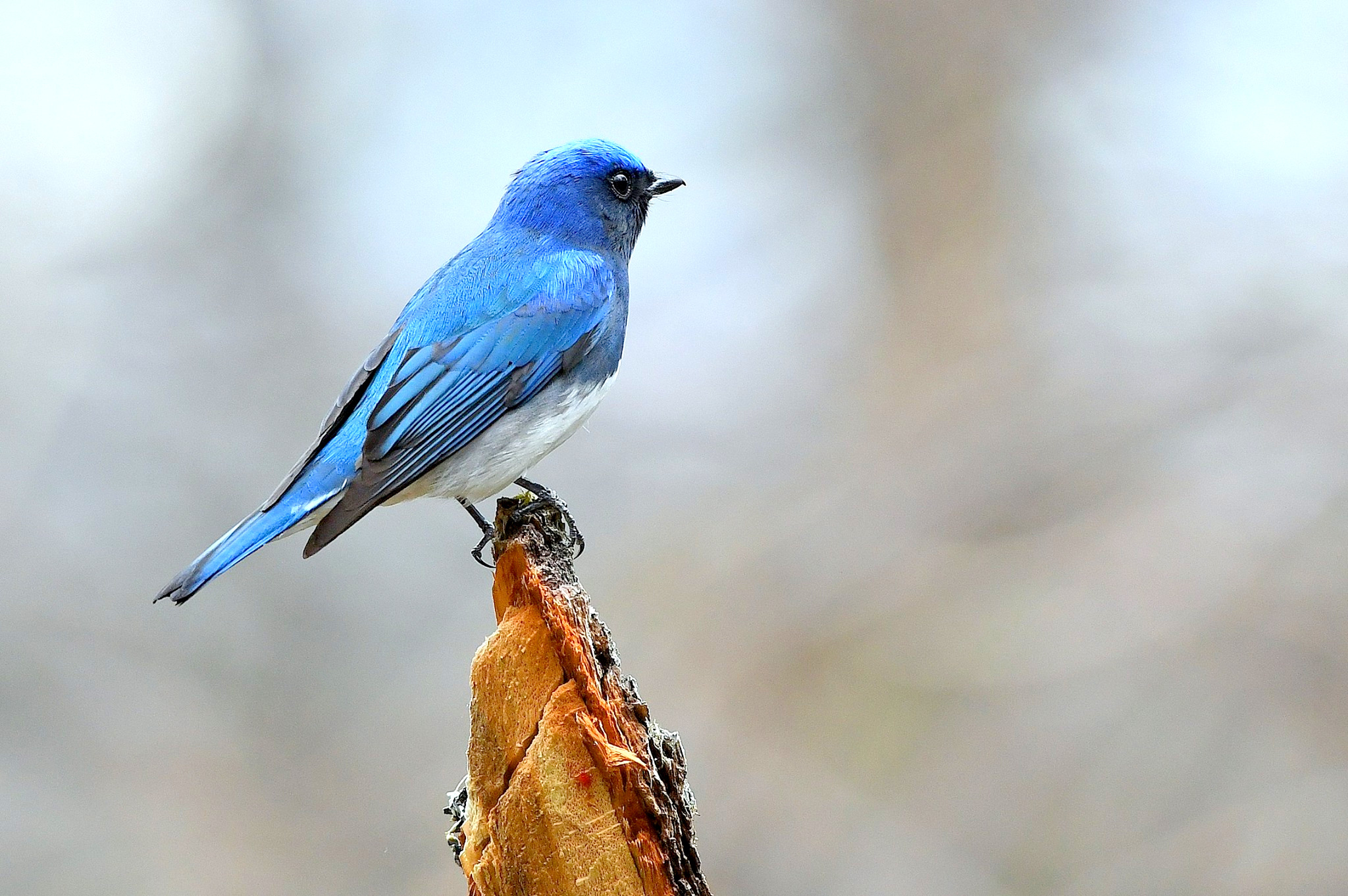 Blue-and-white Flycatcher