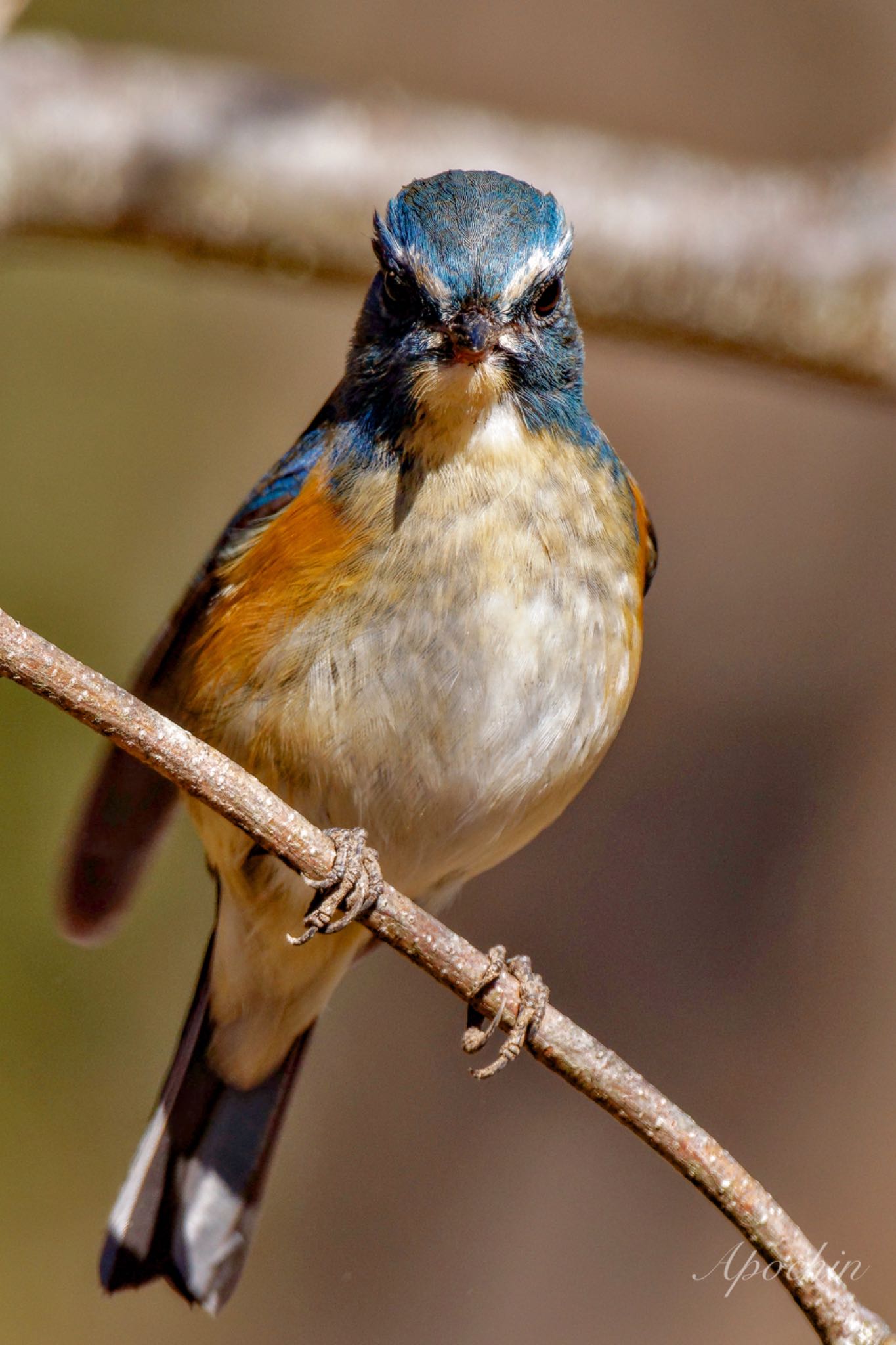 Photo of Red-flanked Bluetail at 大町自然観察園 by アポちん