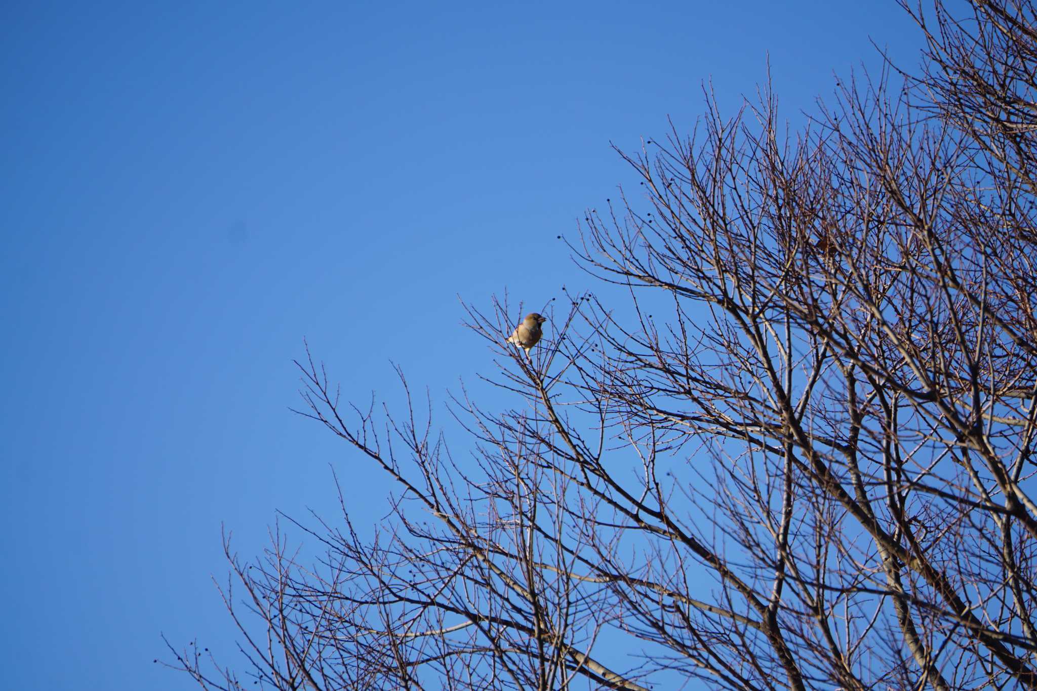 Photo of Hawfinch at 上谷沼調整池 by はるあお