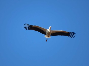 Oriental Stork Watarase Yusuichi (Wetland) Sat, 12/30/2023