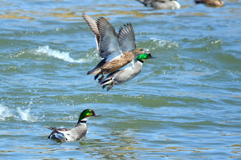 Falcated Duck 北海道 Unknown Date