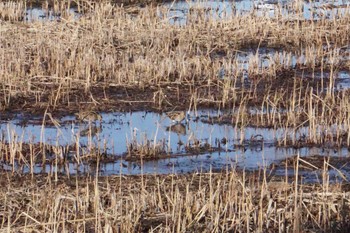 2024年1月15日(月) 上谷沼調整池の野鳥観察記録