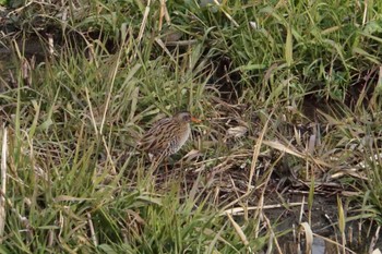 2024年1月13日(土) 上谷沼調整池の野鳥観察記録