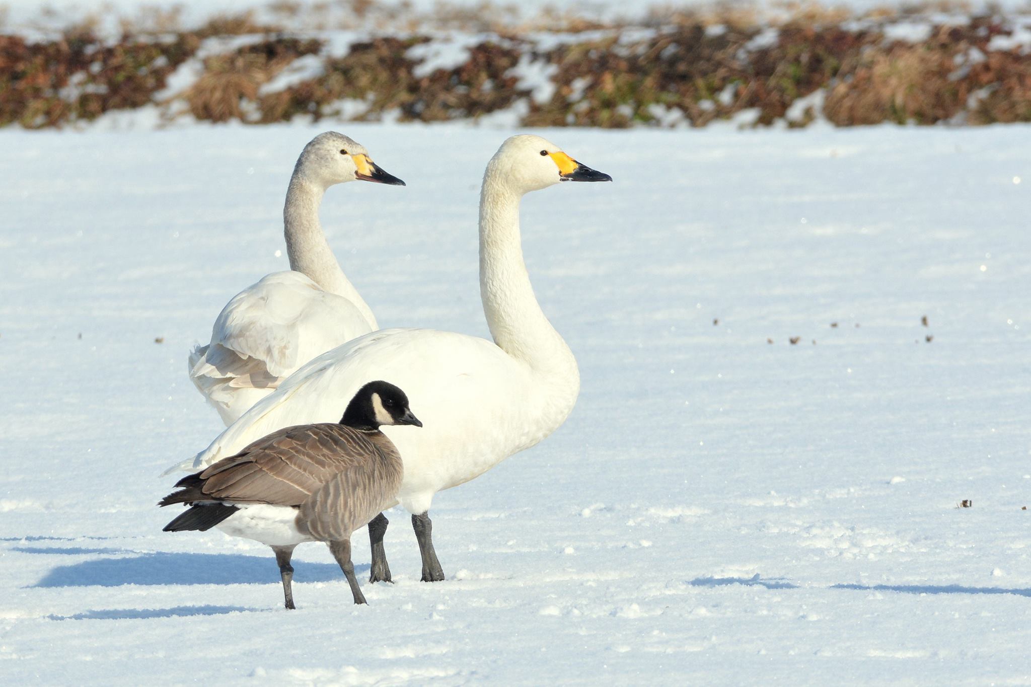 北海道 シジュウカラガンの写真 by Markee Norman