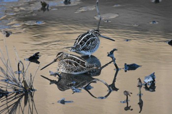 Common Snipe 七夕池(福岡市) Tue, 1/16/2024