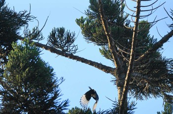 Eurasian Magpie 台湾 Tue, 10/30/2018