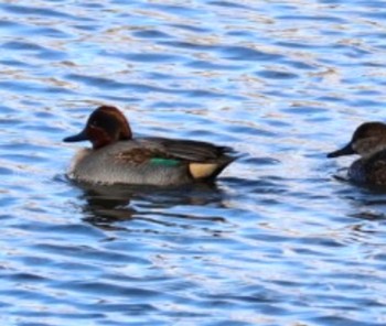 Eurasian Teal Yatsu-higata Tue, 1/16/2024