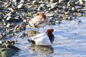 Common Pochard Yatsu-higata Tue, 1/16/2024