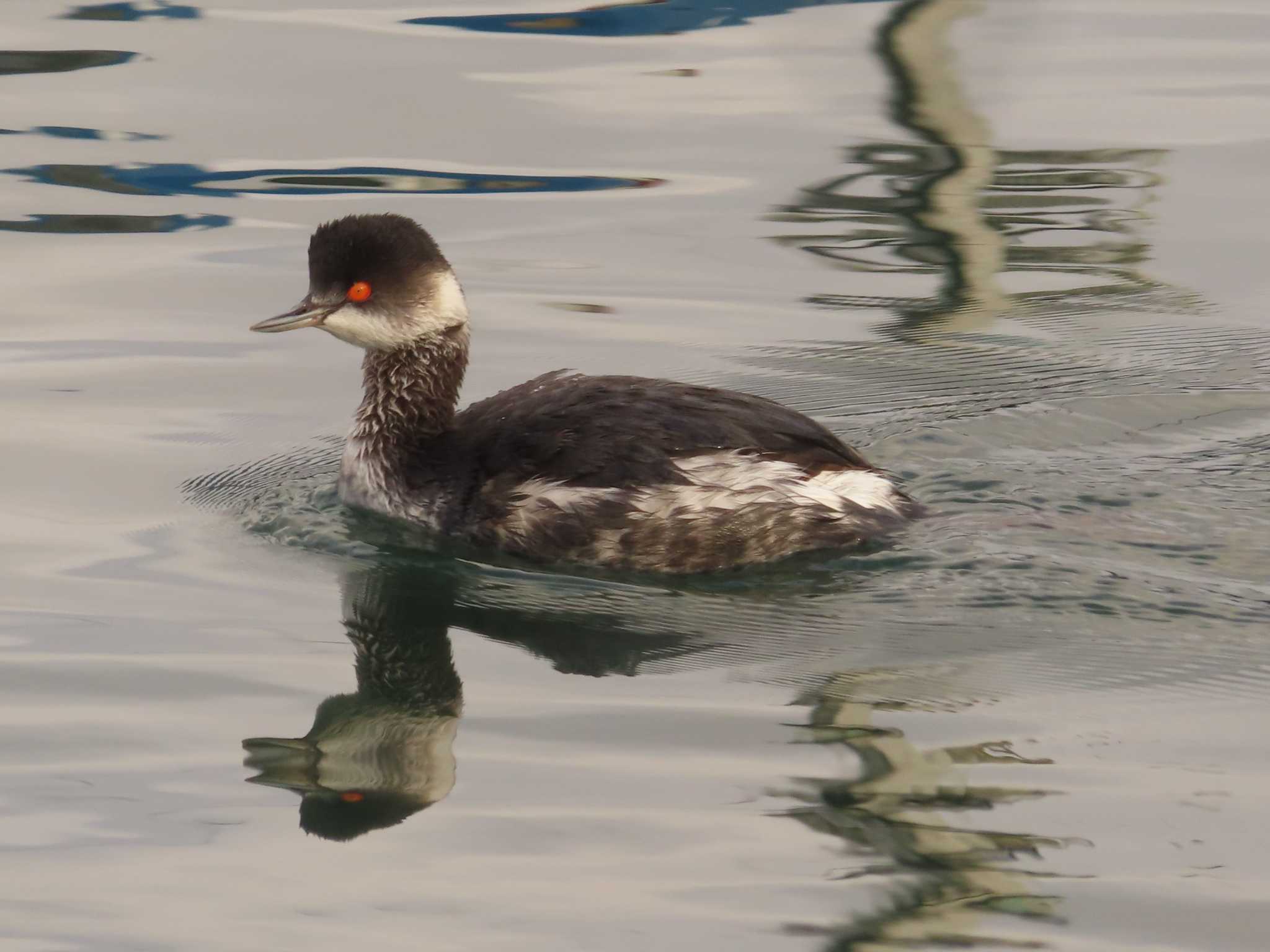 Black-necked Grebe