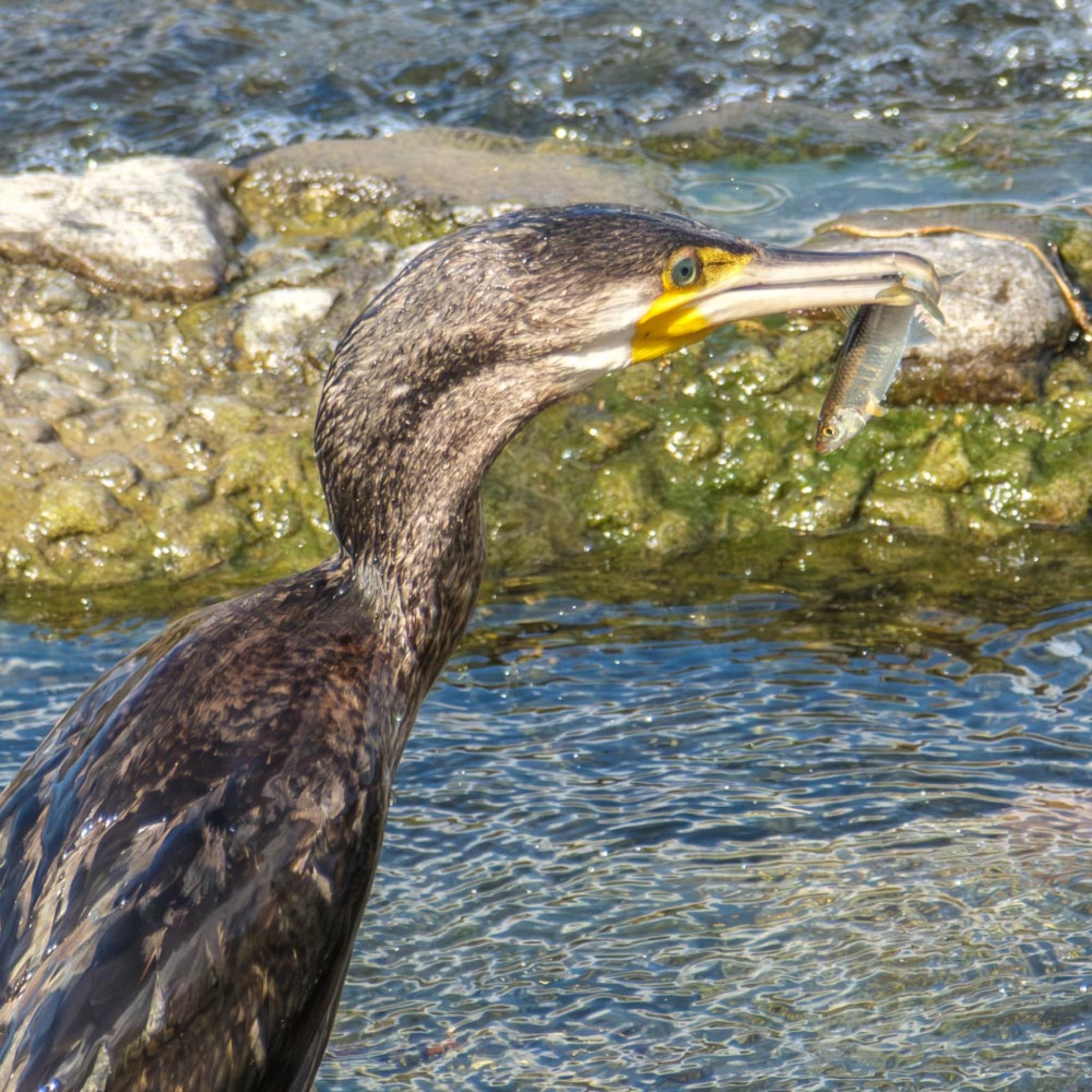 Photo of Great Cormorant at 鴨川 by K.AKIYAMA