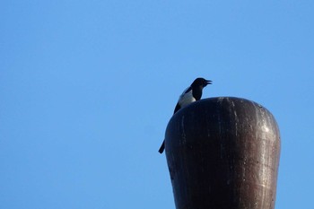 Eurasian Magpie 台湾 Tue, 10/30/2018