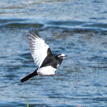 2023年10月21日(土) 鴨川の野鳥観察記録