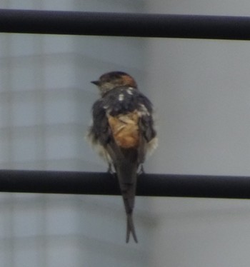 2018年9月22日(土) 神戸市の野鳥観察記録