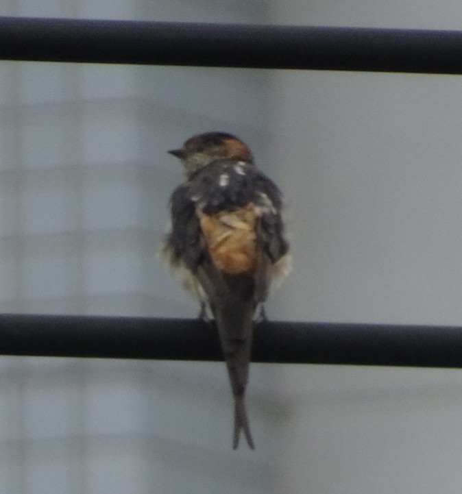 Photo of Red-rumped Swallow at 神戸市 by MARIKO