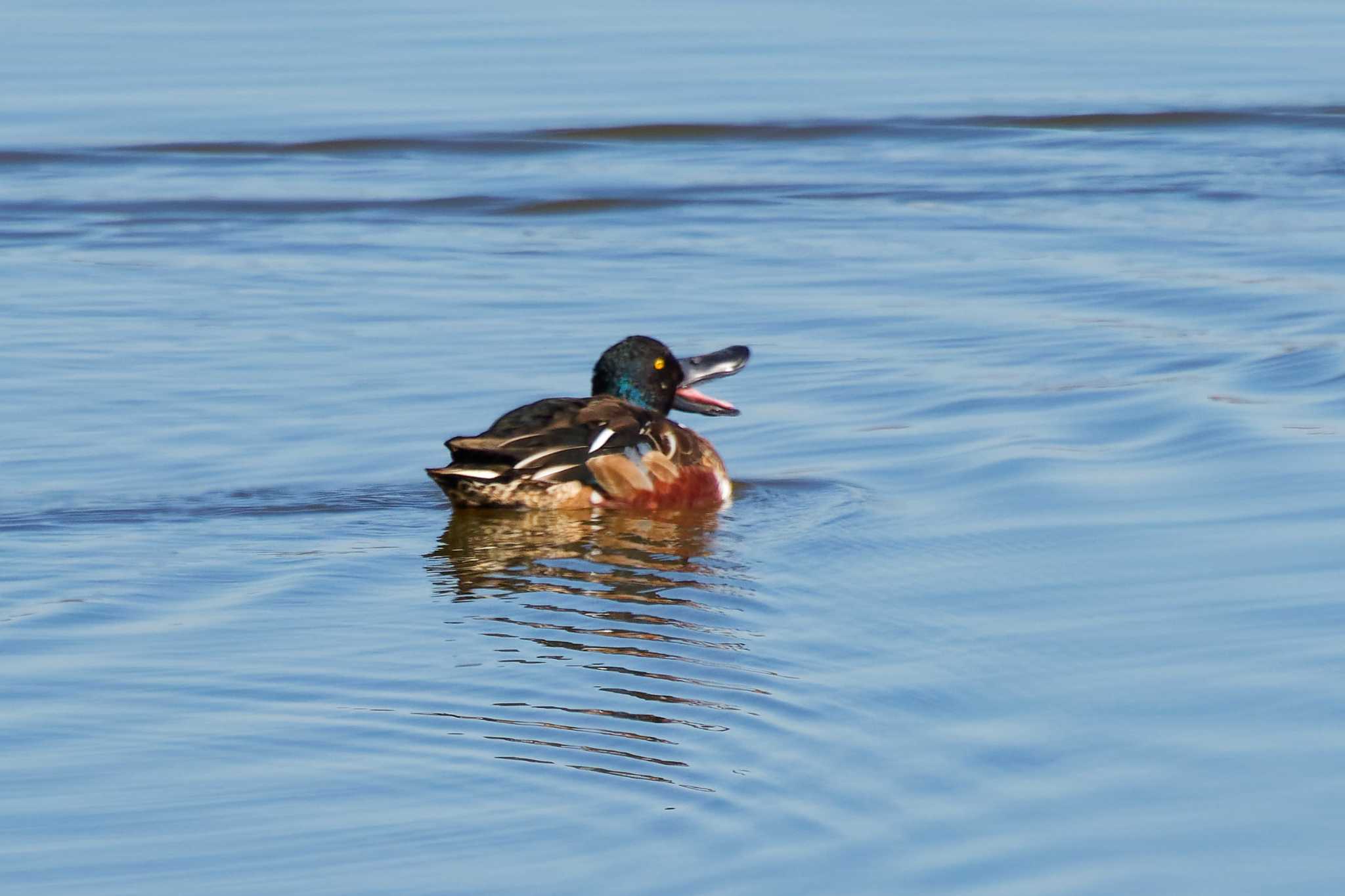 Northern Shoveler