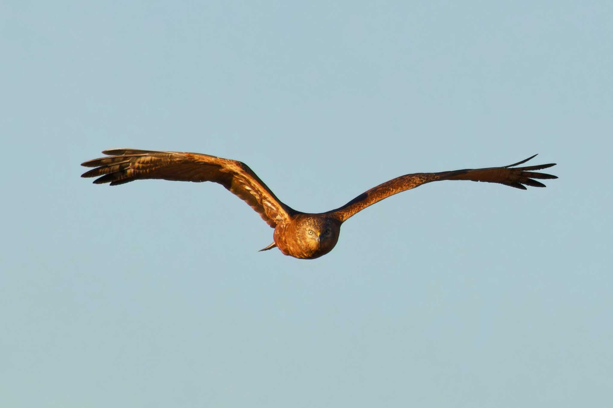 Eastern Marsh Harrier