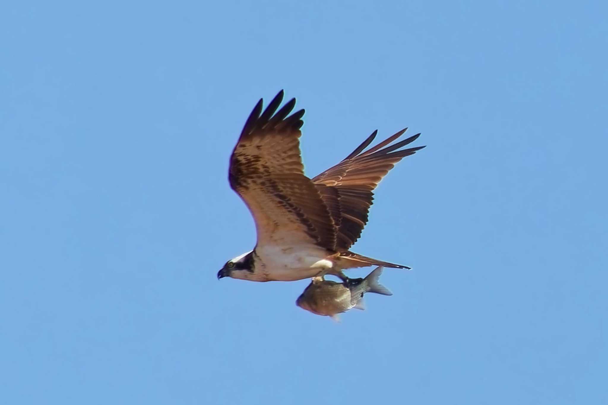 Osprey