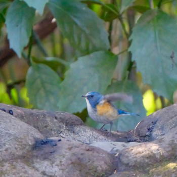 Red-flanked Bluetail Inokashira Park Sun, 1/7/2024