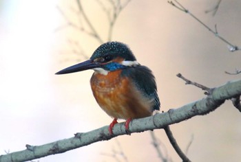 Common Kingfisher 東京 Sat, 1/13/2024