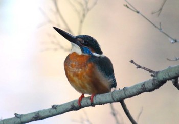 Common Kingfisher 東京 Sat, 1/13/2024