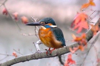 Common Kingfisher 東京 Sun, 1/7/2024