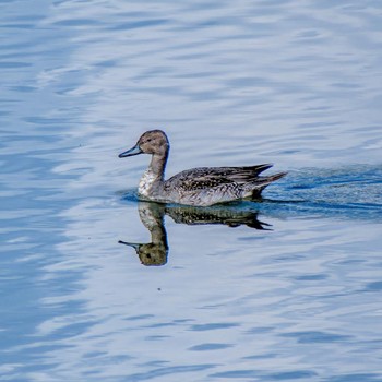 Northern Pintail 京都市宝ヶ池公園 Sat, 10/28/2023