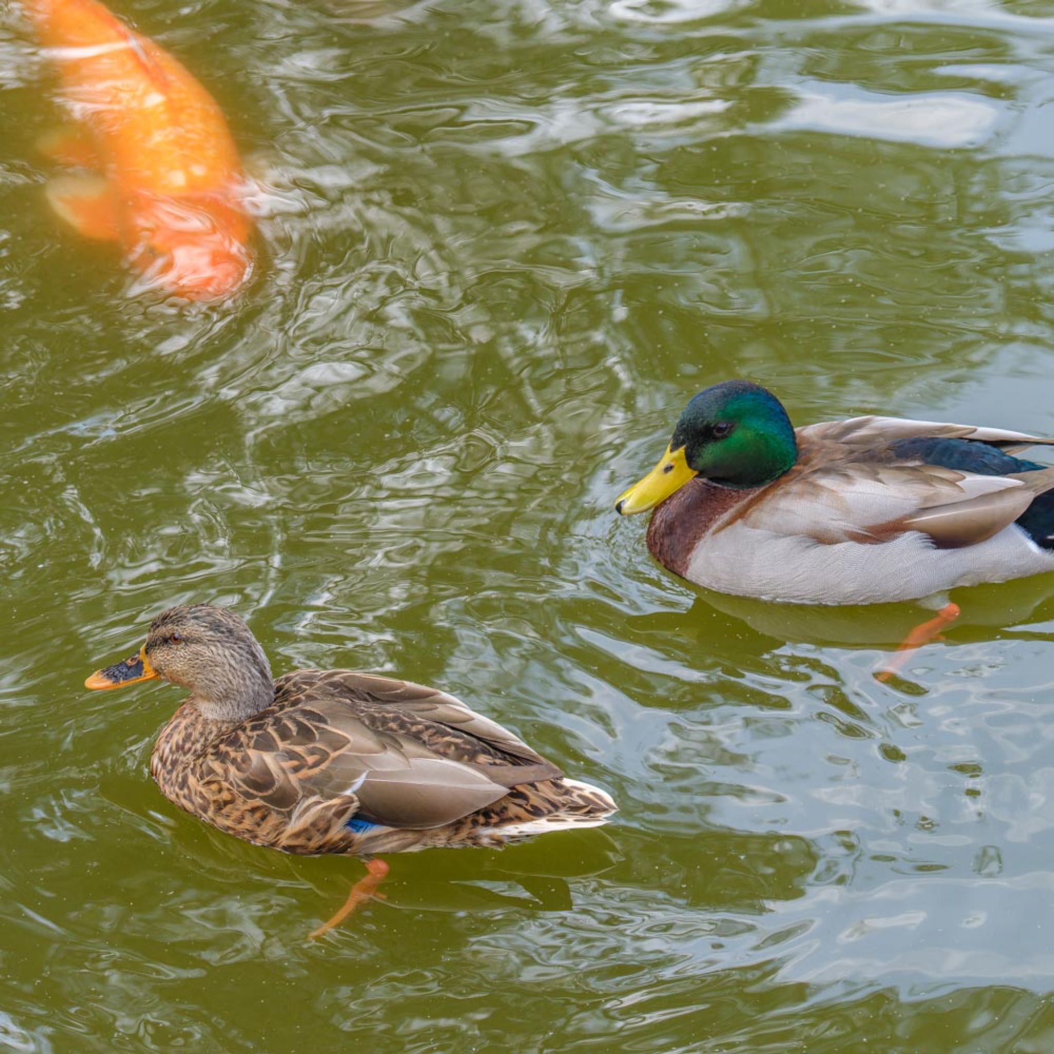 京都市宝ヶ池公園 マガモの写真 by K.AKIYAMA