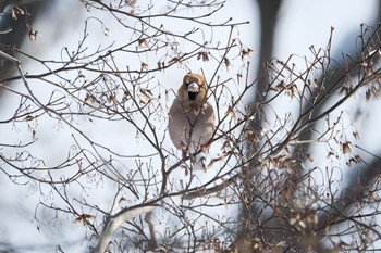 Hawfinch 大沼公園(北海道七飯町) Tue, 1/16/2024