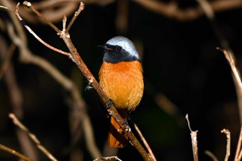 Daurian Redstart 加木屋緑地 Sun, 1/14/2024