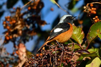 Daurian Redstart 加木屋緑地 Sun, 1/14/2024