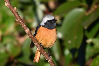 Daurian Redstart 加木屋緑地 Sun, 1/14/2024