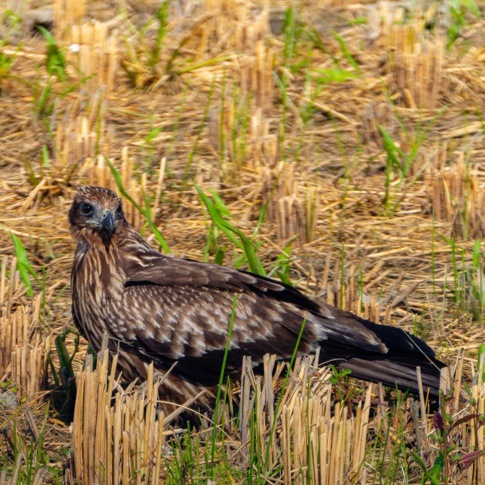 Black Kite