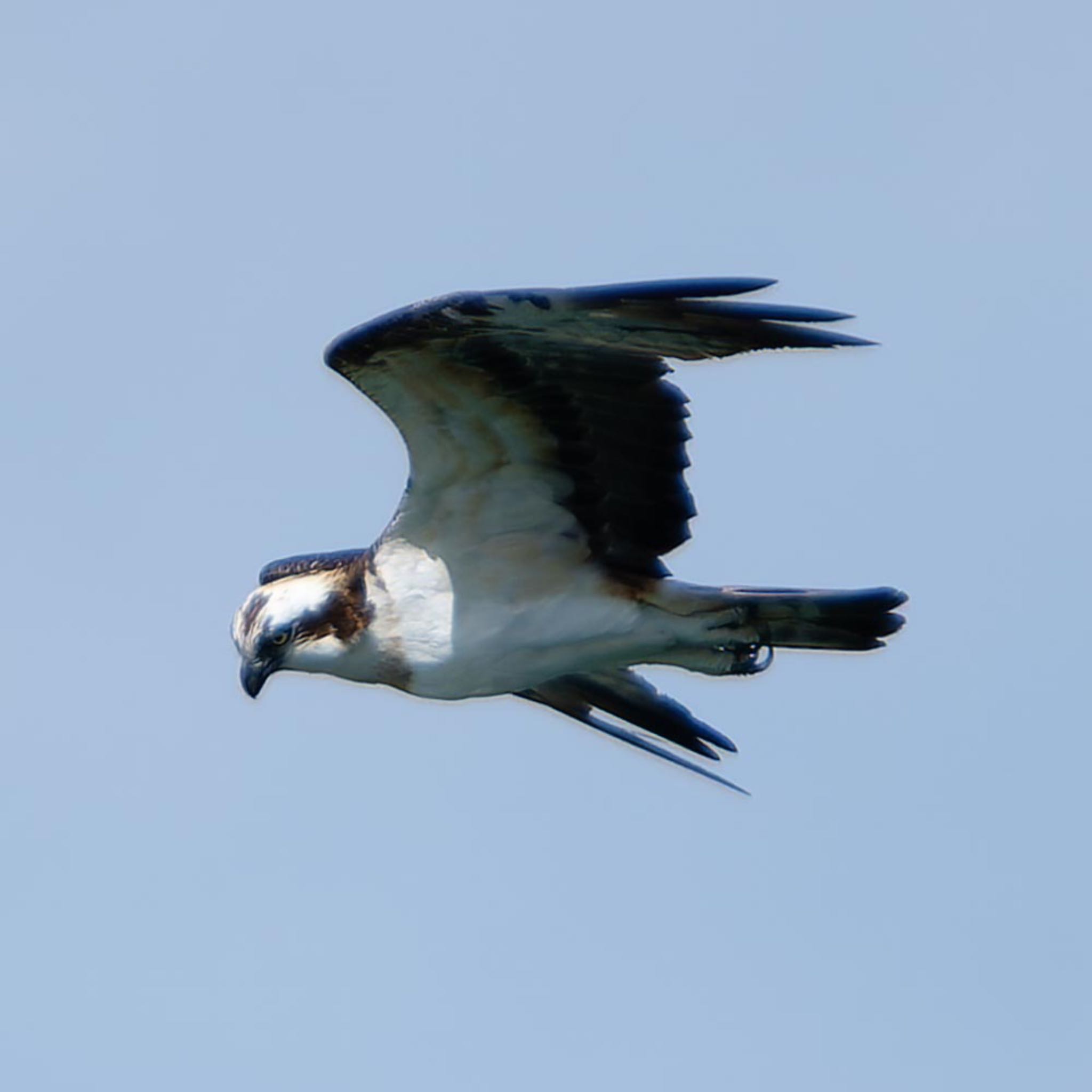 Photo of Osprey at 琵琶湖 by K.AKIYAMA