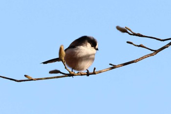 Long-tailed Tit Arima Fuji Park Sun, 1/14/2024