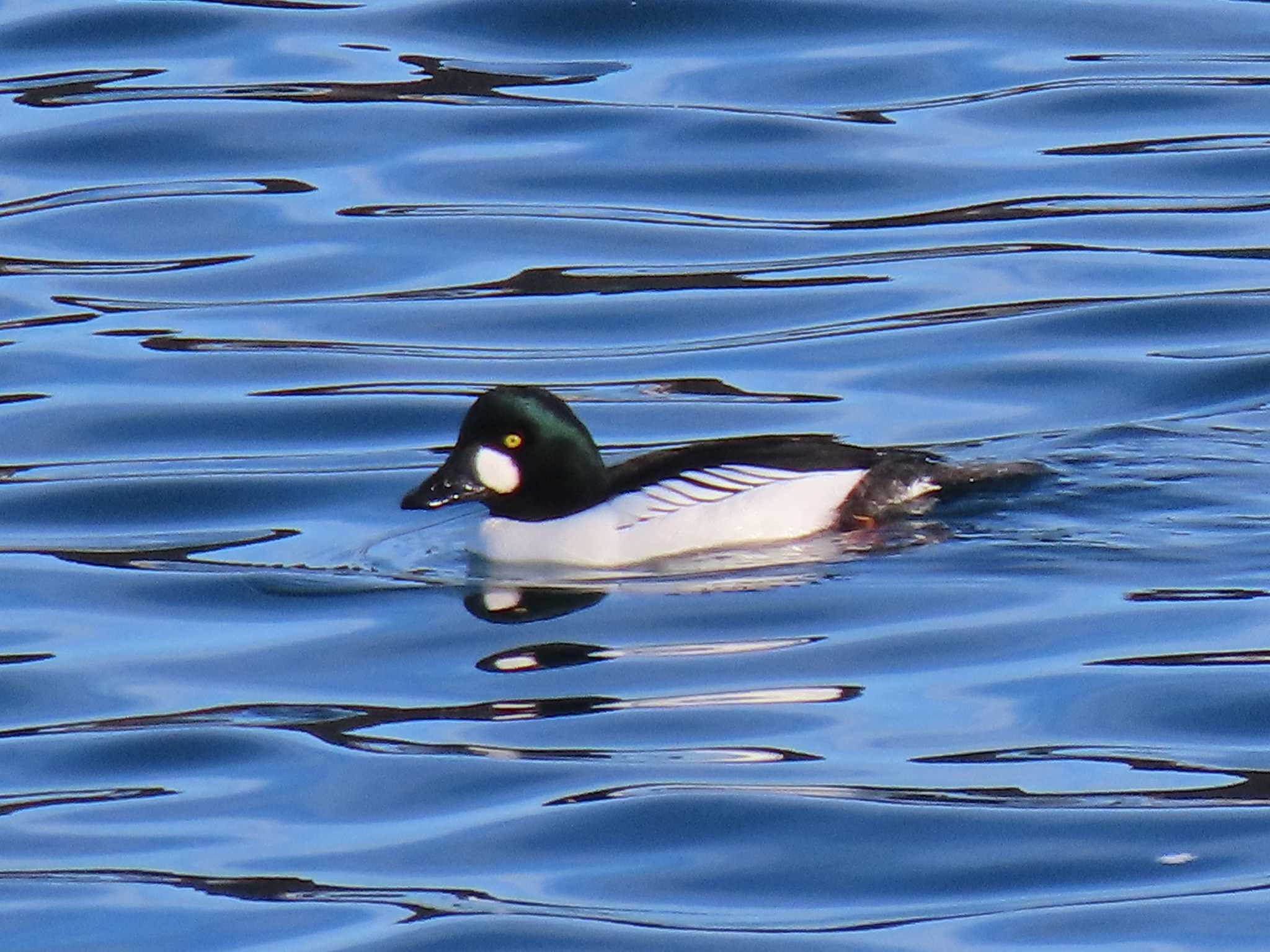 Common Goldeneye