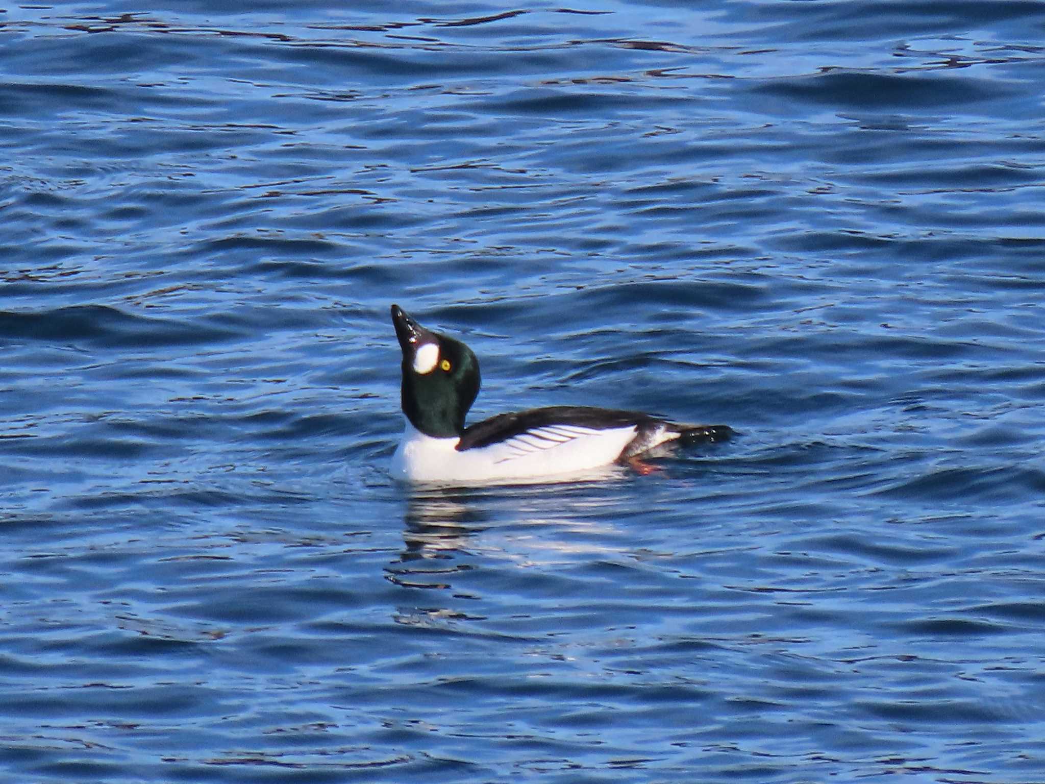 Common Goldeneye