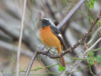 Daurian Redstart Hattori Ryokuchi Park Sat, 1/13/2024