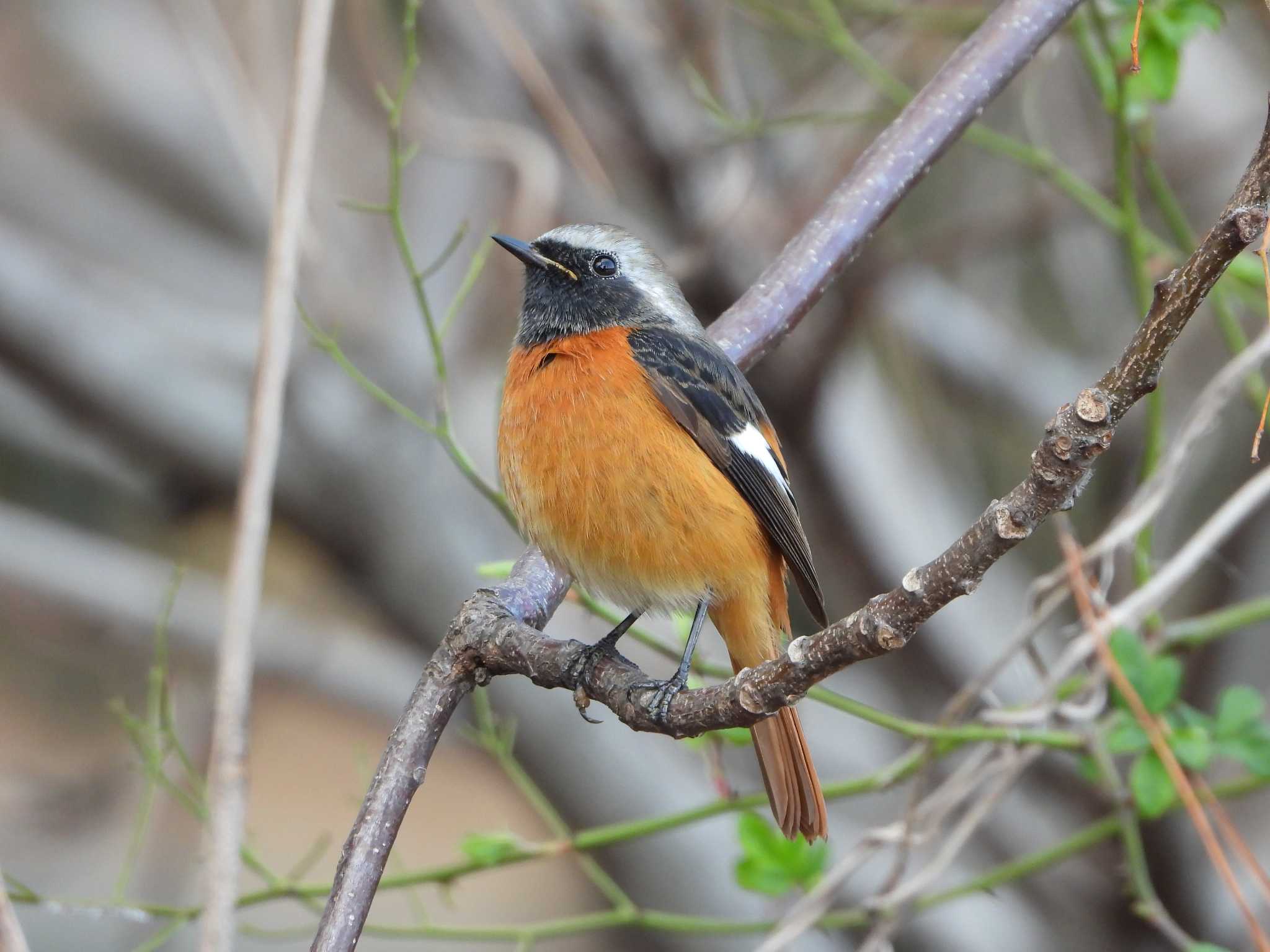 Photo of Daurian Redstart at Hattori Ryokuchi Park by ひよひよ