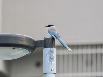 オナガ 日の出三番瀬沿い緑道 2024年1月3日(水)