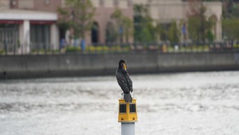 Great Cormorant Minatomirai Wed, 11/7/2018