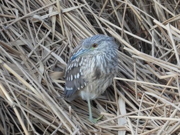 2024年1月15日(月) 美南中央公園の野鳥観察記録