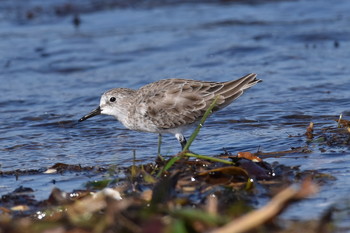 Little Stint Unknown Spots Mon, 10/1/2018