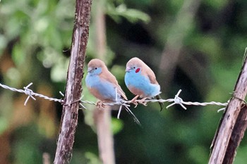 Red-cheeked Cordon-bleu Amboseli National Park Mon, 1/1/2024