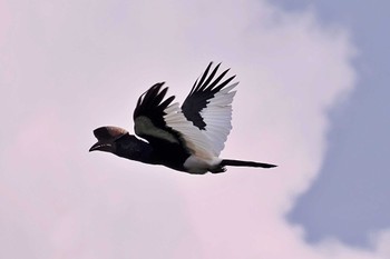 Black-and-white-casqued Hornbill Amboseli National Park Tue, 1/2/2024