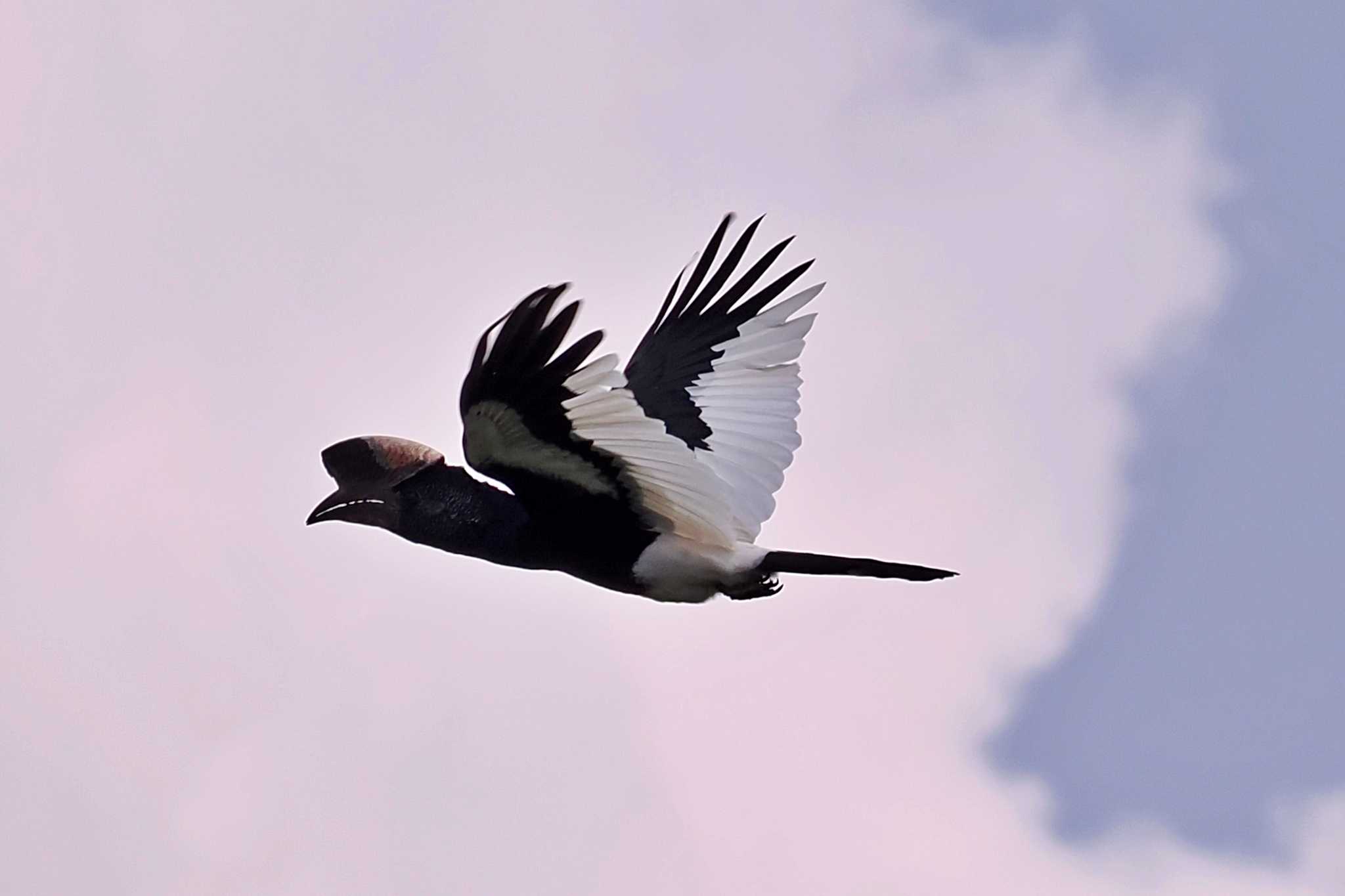 Photo of Black-and-white-casqued Hornbill at Amboseli National Park by 藤原奏冥