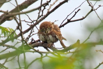 アフリカスズメフクロウ アンボセリ国立公園 2023年12月28日(木)