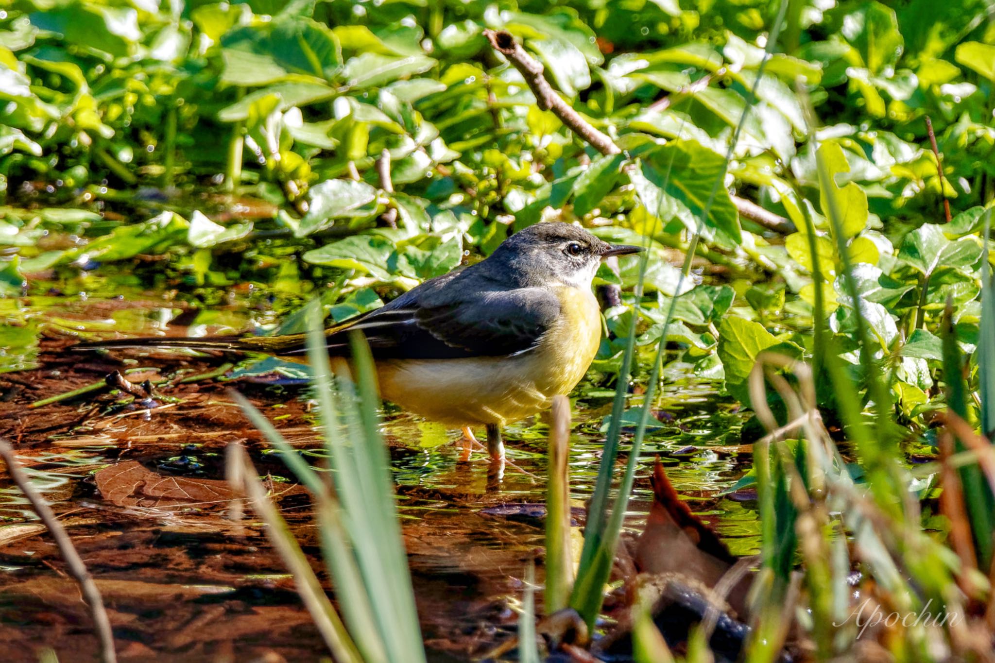 Grey Wagtail