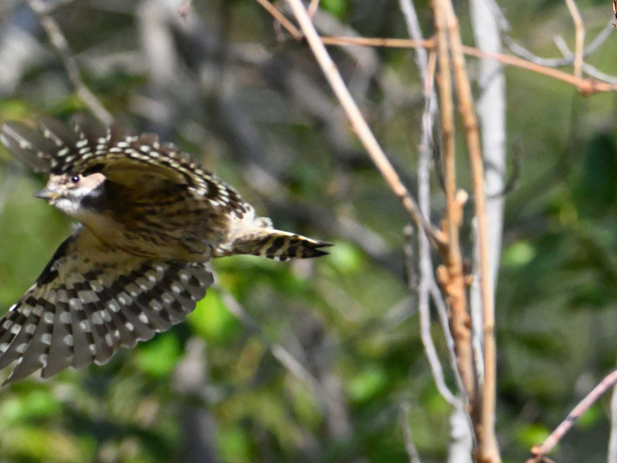 Japanese Pygmy Woodpecker