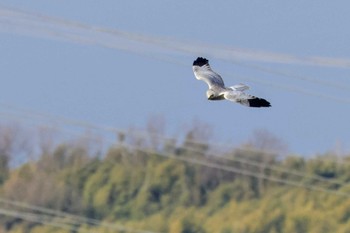 ハイイロチュウヒ 大阪府高槻市 淀川 2024年1月7日(日)