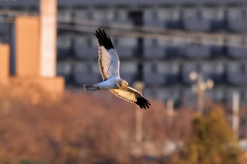 Hen Harrier 大阪府高槻市 淀川 Sun, 1/7/2024